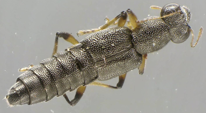 Stenus cycendeloides